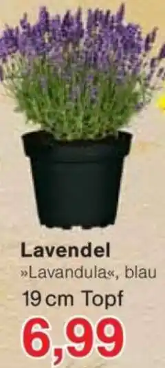 Jawoll Lavendel Angebot