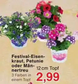 Jawoll Festival-Eisenkraut, Petunie oder Männertreu Angebot