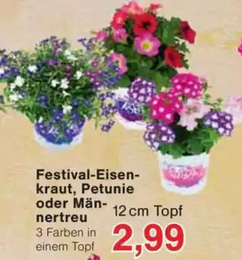 Jawoll Festival-Eisenkraut, Petunie oder Männertreu Angebot