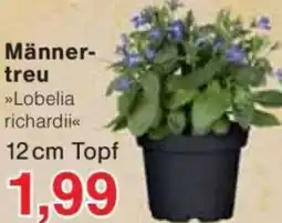 Jawoll Männertreu Angebot