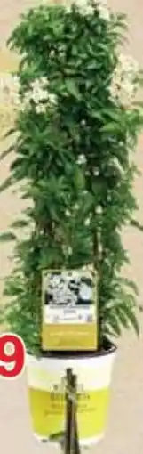 Jawoll Scheinjasmin Pyramide Angebot