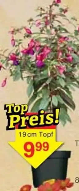 Jawoll Fuchsien Stämmchen Angebot