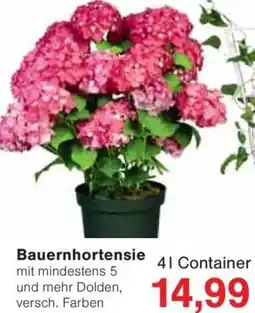 Jawoll Bauernhortensie Angebot