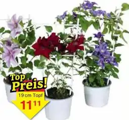 Jawoll Clematis Angebot