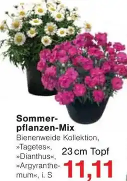Jawoll Sommerpflanzen-Mix Angebot