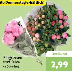 Aktiv Irma Pfingstrosen Angebot