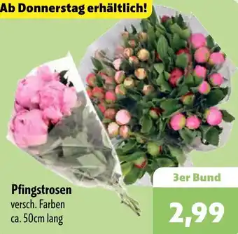Aktiv Irma Pfingstrosen Angebot
