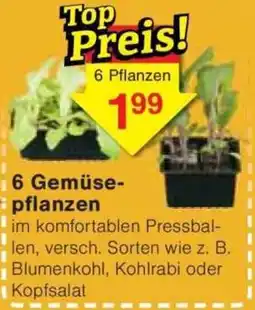 Jawoll 6 Gemüsepflanzen Angebot