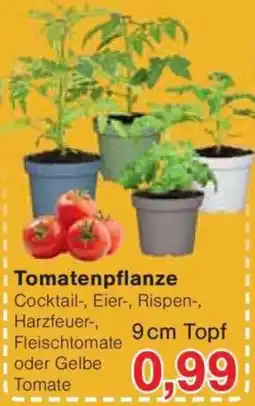 Jawoll Tomatenpflanze Angebot