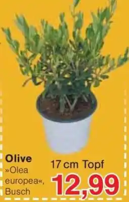Jawoll Olive Angebot