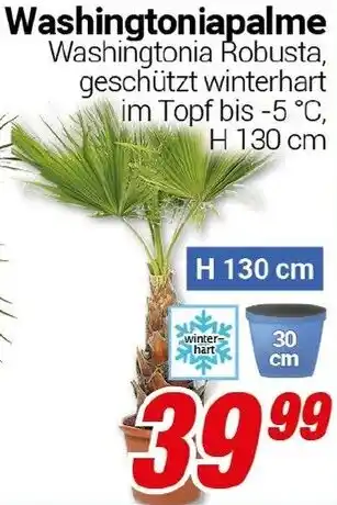 CENTERSHOP Washingtoniapalme Angebot
