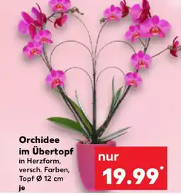 Kaufland Orchidee im Übertopf Angebot