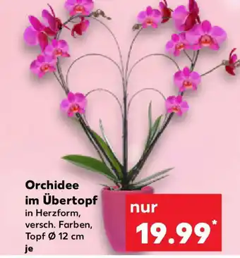 Kaufland Orchidee im Übertopf Angebot