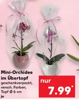 Kaufland Mini-Orchidee im Übertopf Angebot