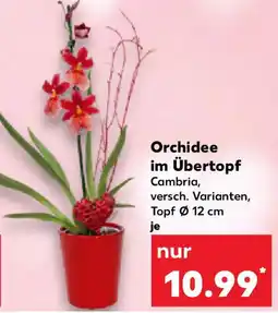 Kaufland Orchidee im Übertopf Angebot