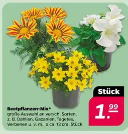 NETTO Beetpflanzen-mix Angebot