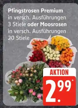 Edeka Pfingstrosen premium oder moosrosen Angebot