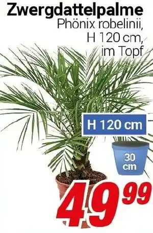 CENTERSHOP Zwergdattelpalme Angebot