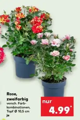 Kaufland Rose, zweifarbig Angebot