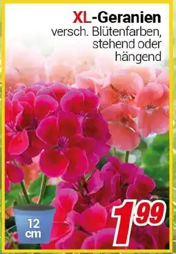 CENTERSHOP XL-Geranien Angebot