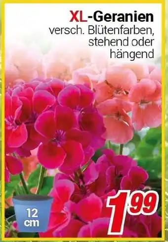 CENTERSHOP XL-Geranien Angebot