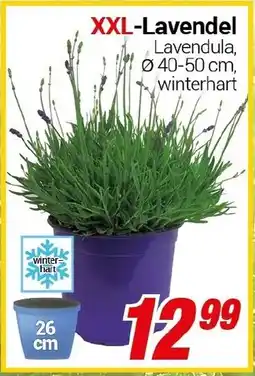 CENTERSHOP XXL-Lavendel Angebot
