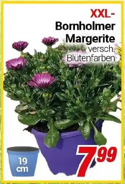 CENTERSHOP XXL-Bornholmer Margerite Angebot