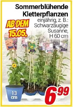 CENTERSHOP Sommerblühende Kletterpflanzen Angebot
