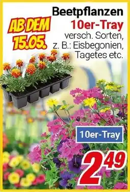CENTERSHOP Beetpflanzen Angebot