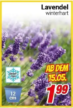 CENTERSHOP Lavendel Angebot