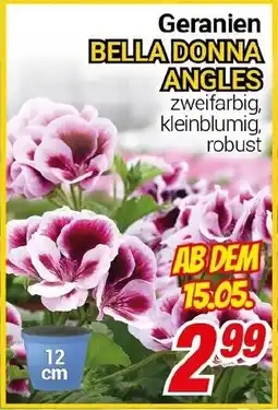 CENTERSHOP Geranien BELLA DONNA ANGLES Angebot