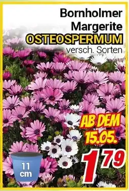 CENTERSHOP Bornholmer Margerite OSTEOSPERMUM Angebot