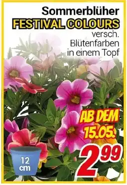 CENTERSHOP Sommerblüher FESTIVAL COLOURS Angebot