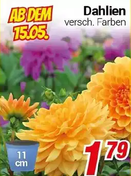 CENTERSHOP Dahlien Angebot