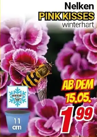 CENTERSHOP Nelken PINKKISSES Angebot