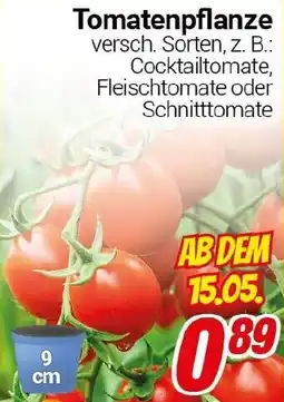 CENTERSHOP Tomatenpflanze Angebot