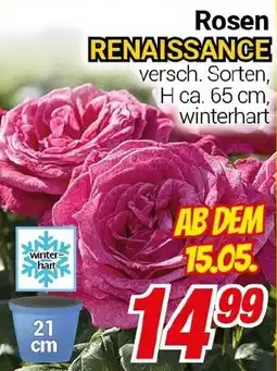 CENTERSHOP Rosen RENAISSANCE Angebot