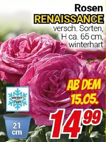 CENTERSHOP Rosen RENAISSANCE Angebot