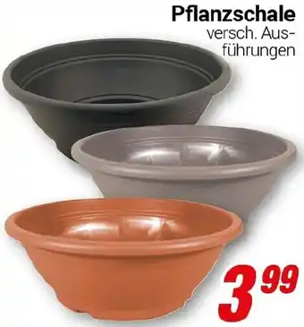 CENTERSHOP Pflanzschale Angebot