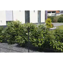 Netto Marken-Discount Home Deluxe Doppelstabmattenzaun anthrazit 2000 mm x 30 m Angebot