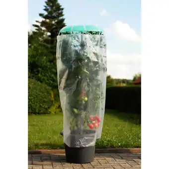 Netto Marken-Discount Pflanzhilfe Tomatenhut 3er Set mit Schutzfolie Angebot