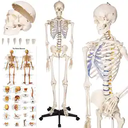 Netto Marken-Discount tectake Skelett, lebensgroß und detailgetreu, farblich markierte Bereiche, inklusive Anatomieposter Angebot