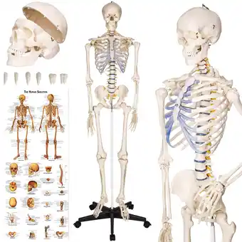 Netto Marken-Discount tectake Skelett, lebensgroß und detailgetreu, farblich markierte Bereiche, inklusive Anatomieposter Angebot