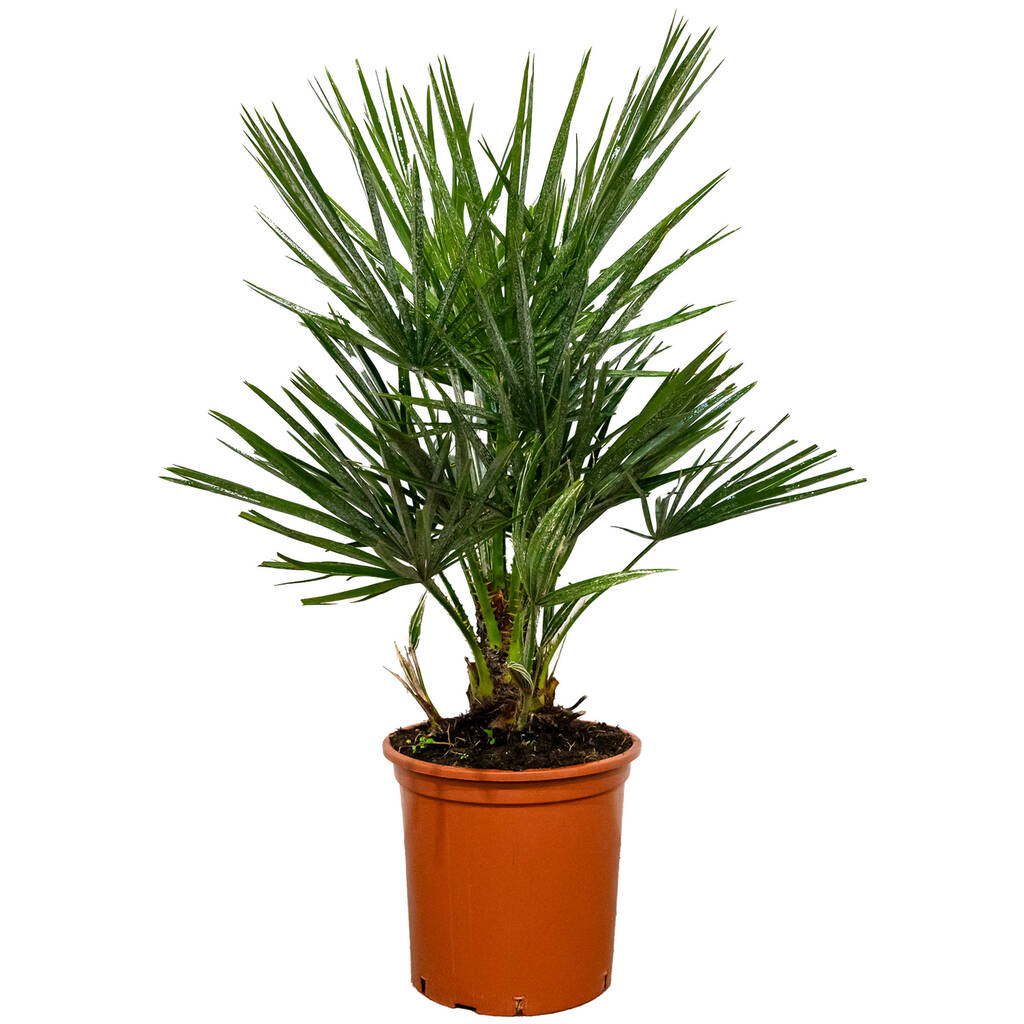 Zwergpalme 60 cm Topf 18 cm Angebot bei toom Baumarkt