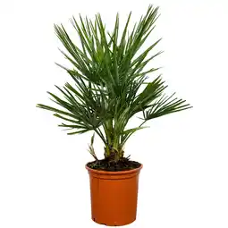 toom Baumarkt Zwergpalme 60 cm Topf 18 cm Angebot