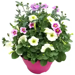 toom Baumarkt Trio-Mix 'Confetti Garden' Ton in Ton 19 cm Topf Angebot