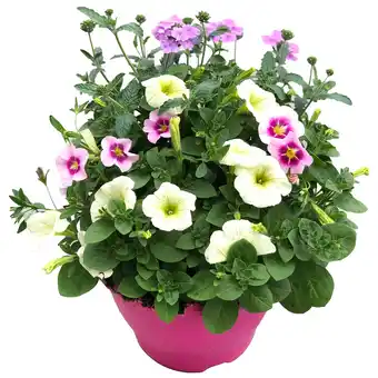 toom Baumarkt Trio-Mix 'Confetti Garden' Ton in Ton 19 cm Topf Angebot