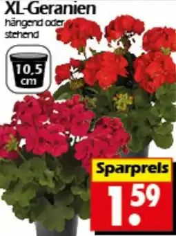 Wreesmann XL-Geranien Angebot
