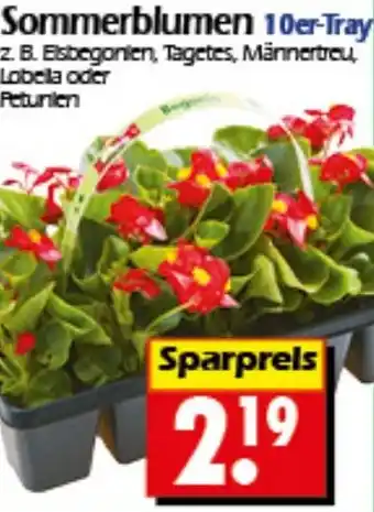 Wreesmann Sommerblumen Angebot