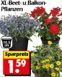 Wreesmann XL-Beet- u. Balkon Pflanzen Angebot